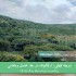 خرید عسل کوهی سمیرم