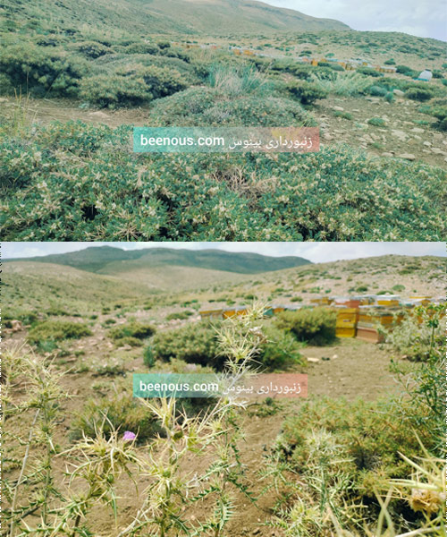 خرید-عسل-طبیعی-بینوس